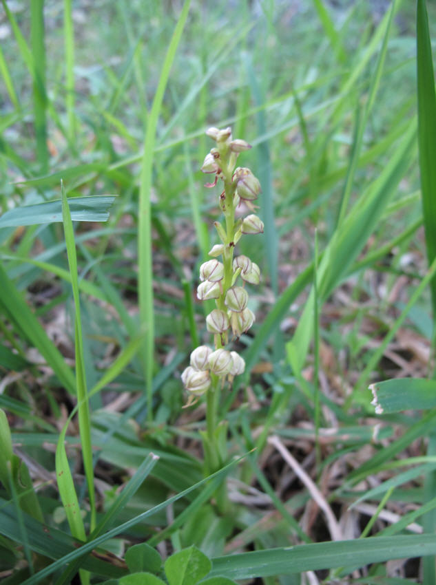 Ultima prova orchis anthropophora